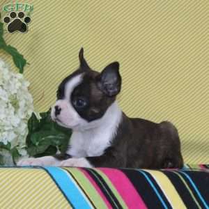 Pierre, Boston Terrier Puppy